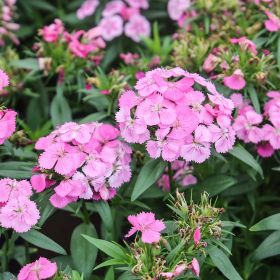 Dart™ Pink Magician Dianthus